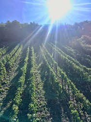 Zeige Details für Buntes Herbst.Wein.Paket Bild von Buntes Herbst.Wein.Paket